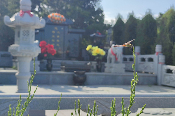 新民墓园墓地的几张图，龙生墓园带你了解沈阳家族墓！