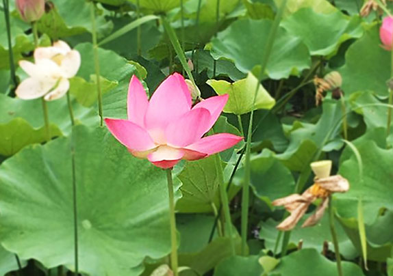 夏之映日芙蕖