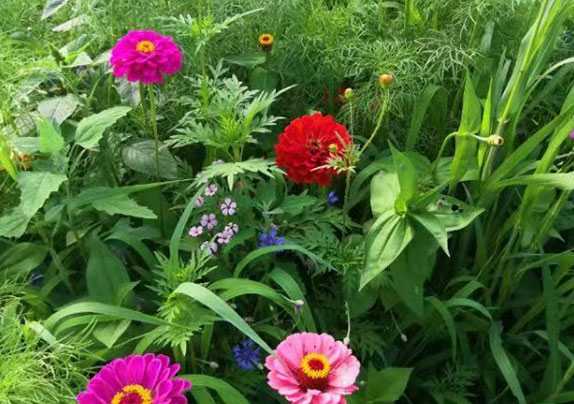 夏之映日芙蕖