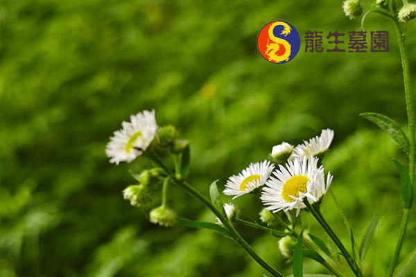 沈阳墓地草坪葬对于推动绿色殡葬文化有何意义？